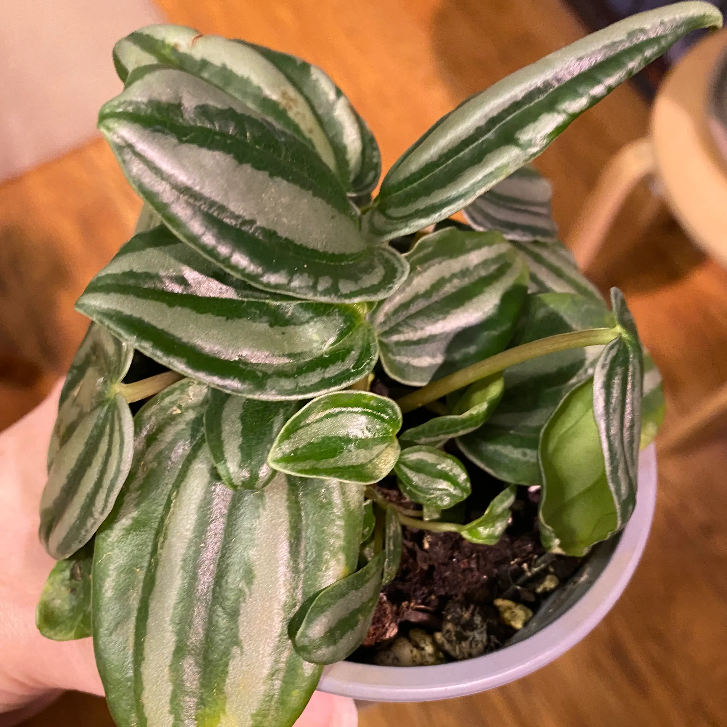 Photo of the plant species Peperomia Dwarf Watermelon by @Viola named DW on Greg, the plant care app