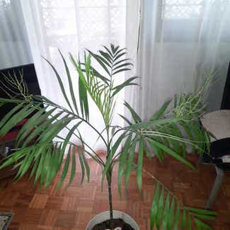 Parlour Palm plant in Beograd, Vojvodina