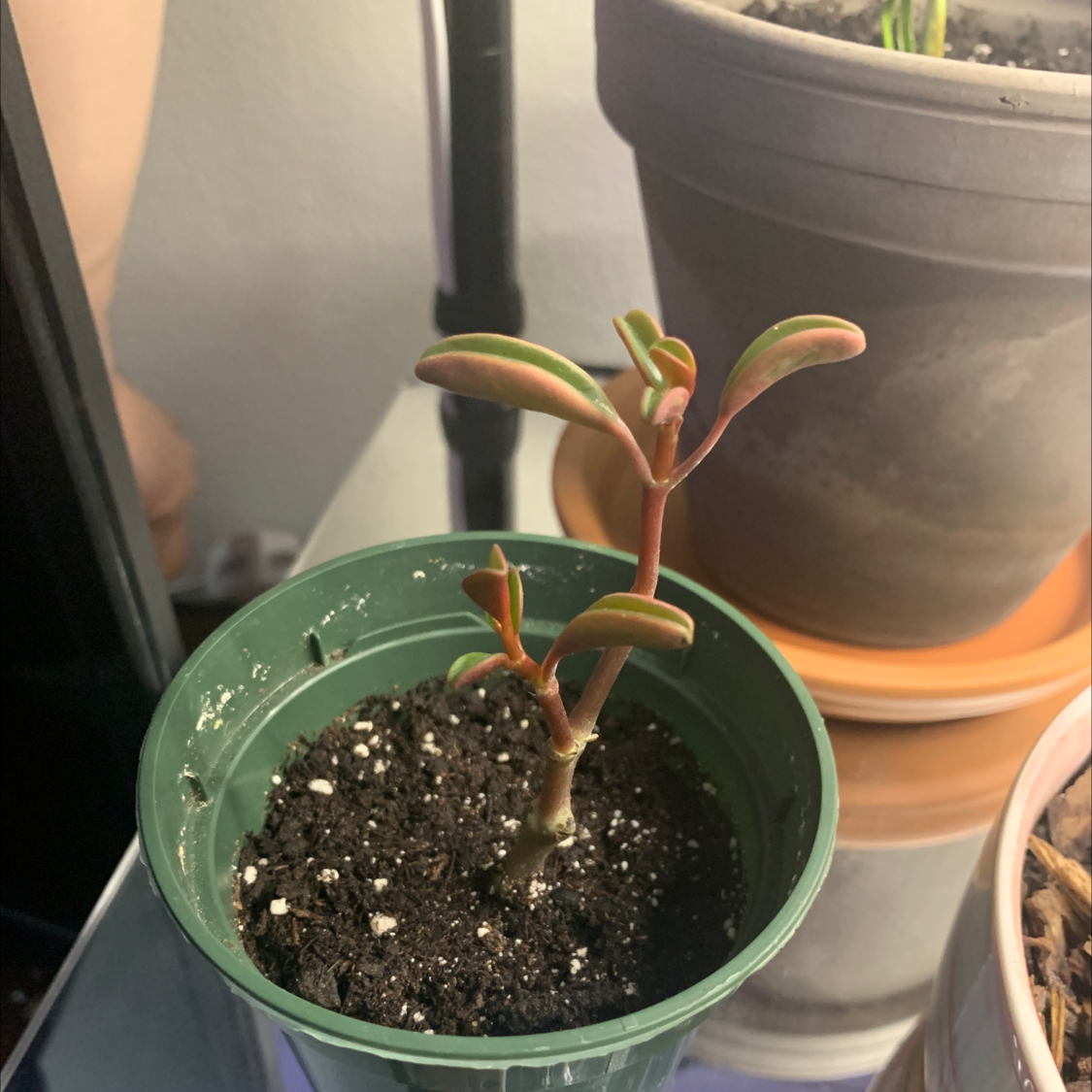 Peperomia graveolens 'Ruby Glow' plant in a small green pot with visible soil.