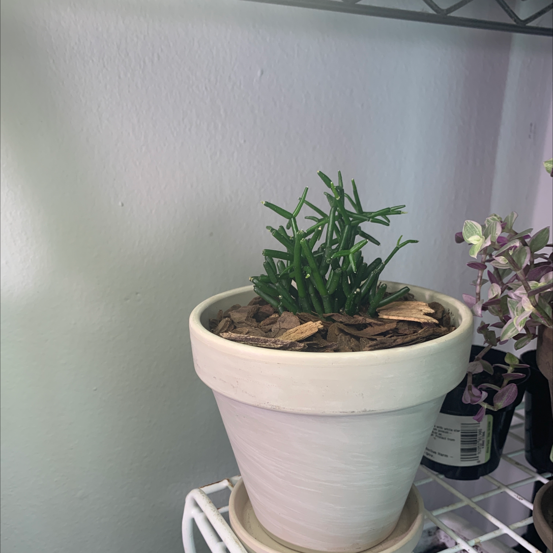 Potted Mistletoe Cactus on a shelf with mulch-covered soil.