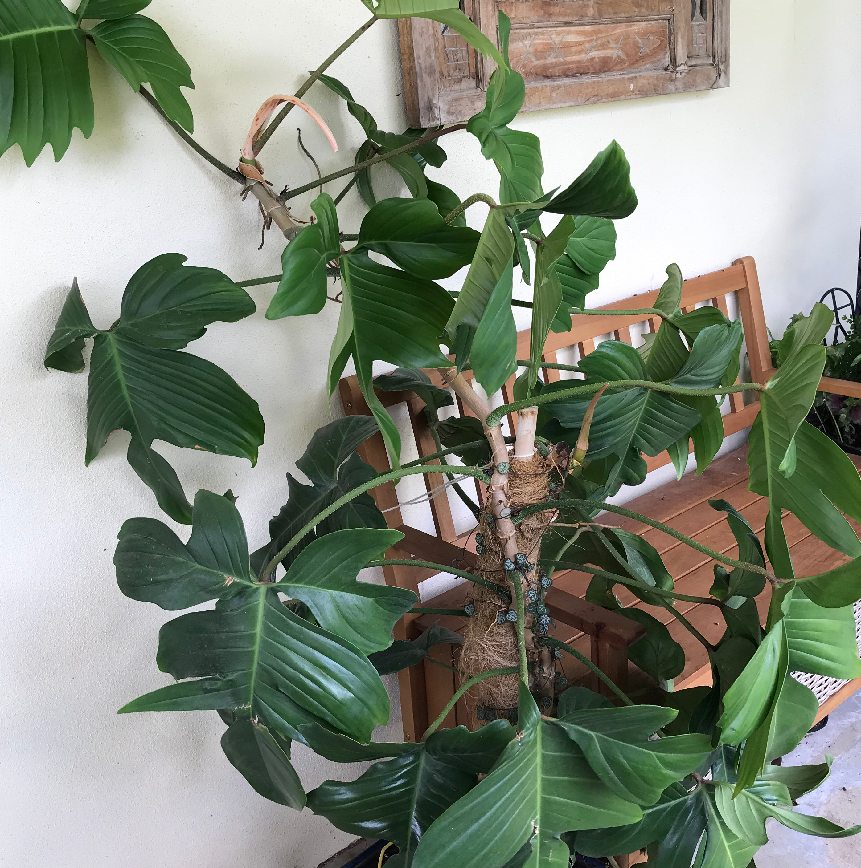 Healthy Hairy Philodendron with vibrant green leaves in an indoor setting.