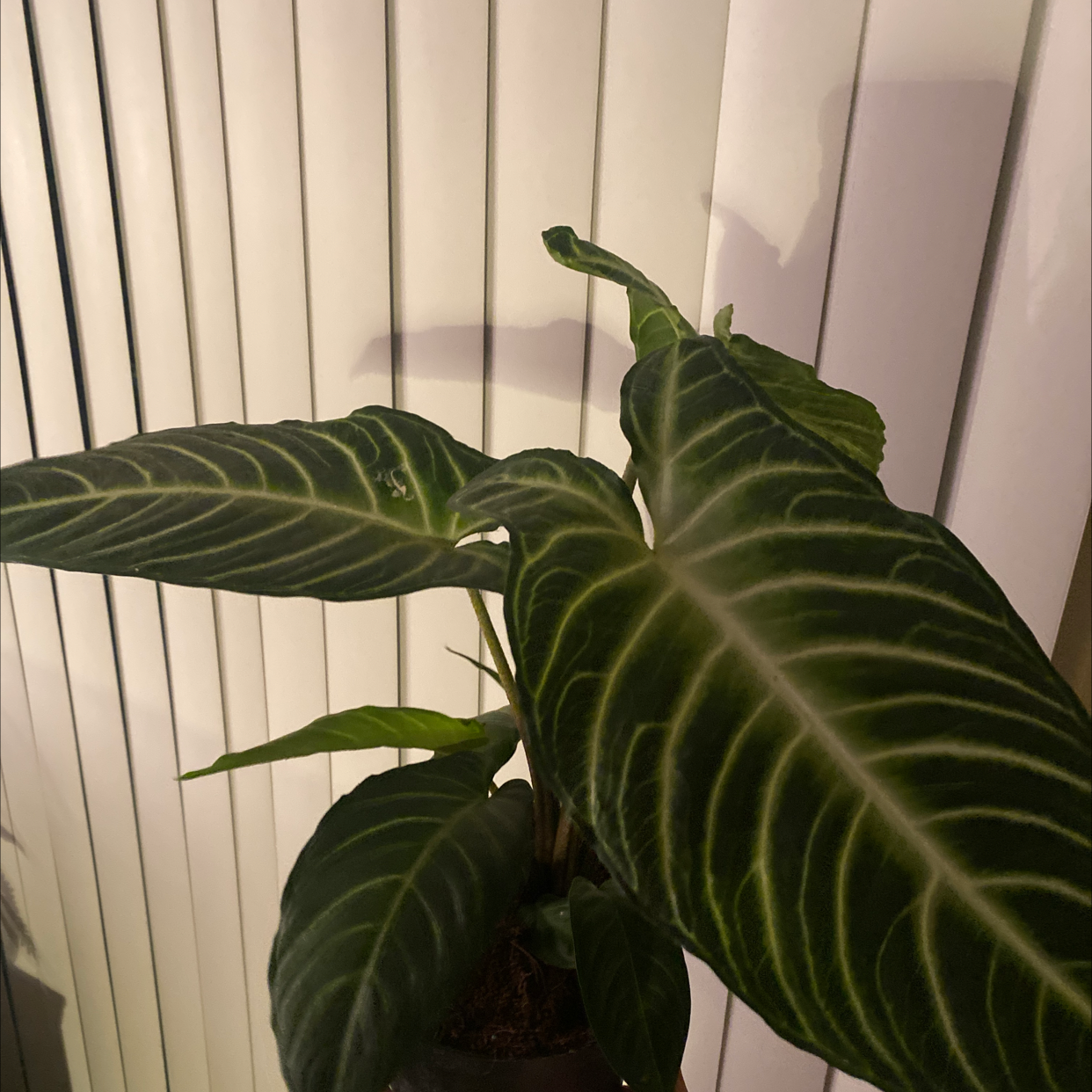 Xanthosoma Angel wings plant with large, dark green leaves and white veins.