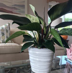 Philodendron Birkin plant photo by Mariansoasis named Gavin on Greg, the plant care app.