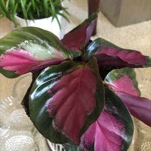 Rose Calathea plant photo by @MariansOasis named Rosie, what else! on Greg, the plant care app.