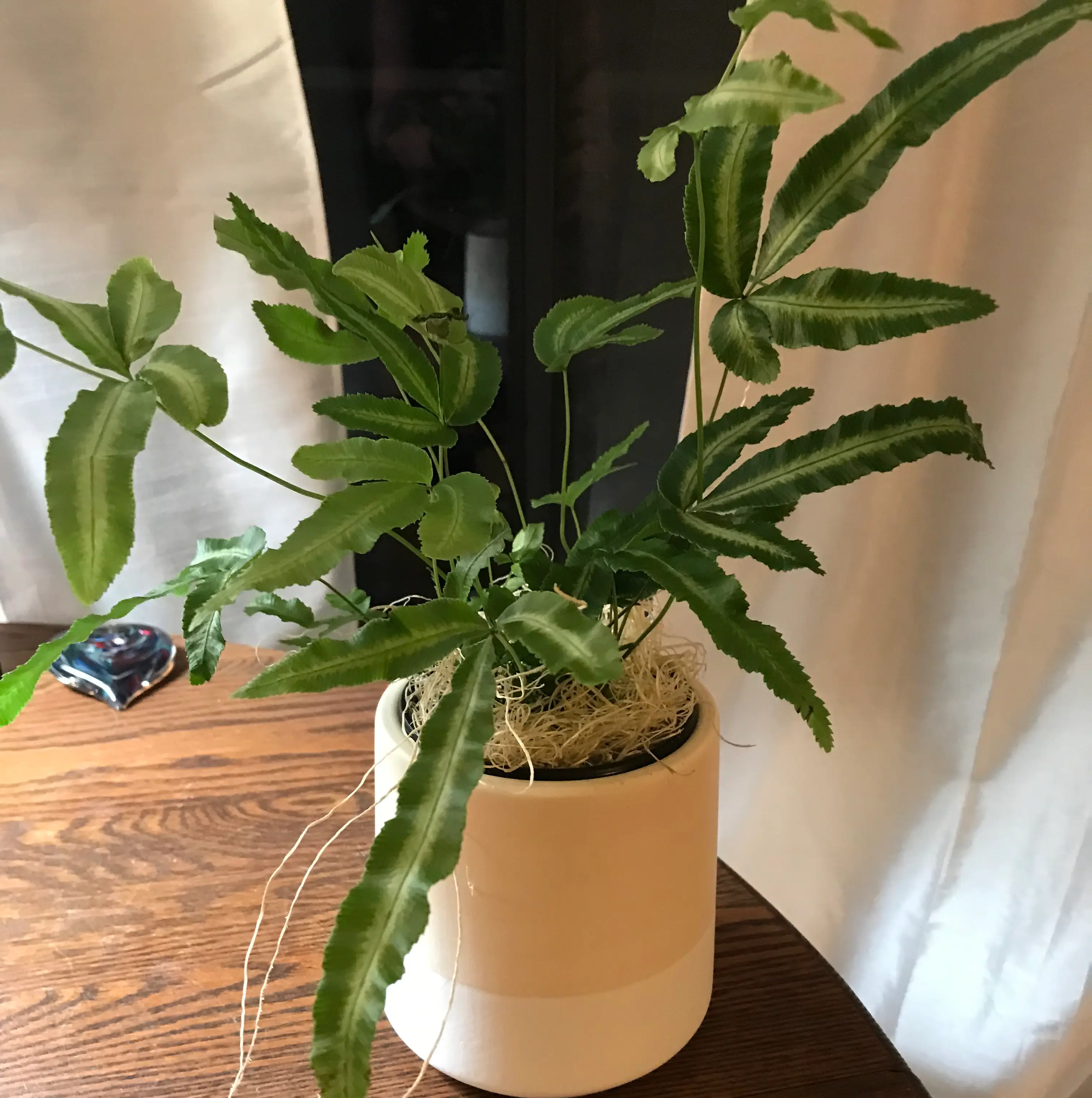 Cretan Brake Fern plant photo by @MariansOasis named Albo on Greg, the plant care app.