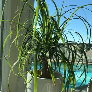 Ponytail Palm plant photo by @MariansOasis named Barbie on Greg, the plant care app.