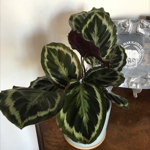 Calathea 'Medallion' plant photo by Mariansoasis named VS Code Red on Greg, the plant care app.