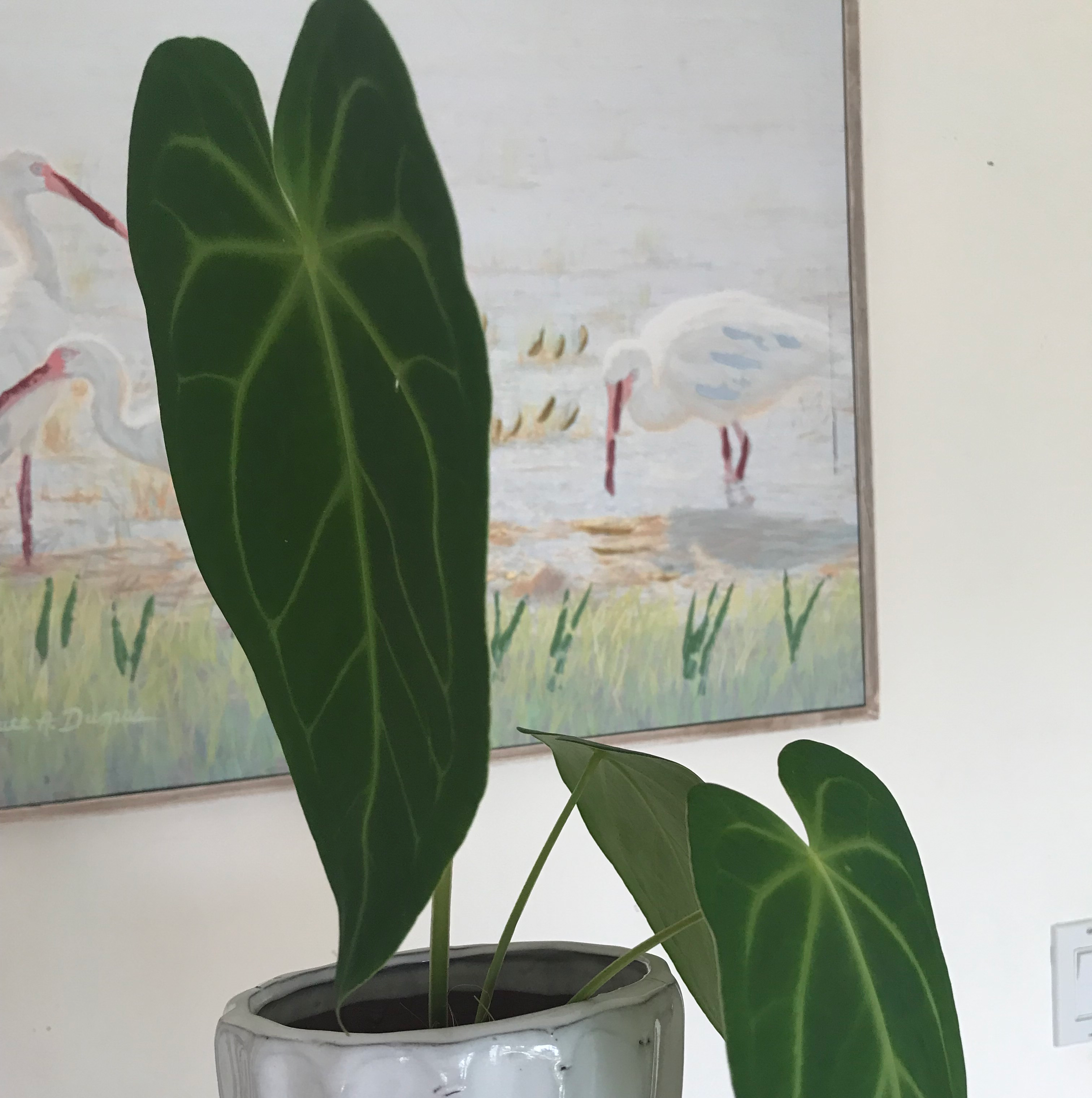 Anthurium magnificum plant with large, dark green leaves and prominent white veins in a pot.