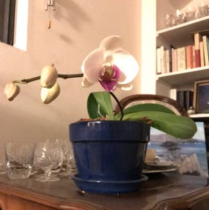Phalaenopsis Orchid plant photo by @MariansOasis named Orchid Girl on Greg, the plant care app.