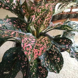 Chinese Evergreen plant photo by @MariansOasis named Pinkie on Greg, the plant care app.