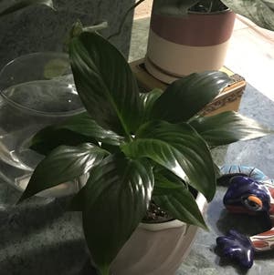 Peace Lily plant photo by Mariansoasis named Lillian on Greg, the plant care app.