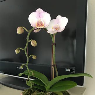 Phalaenopsis Orchid plant in Solana Beach, California