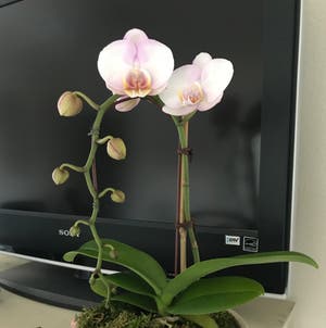 Phalaenopsis Orchid plant photo by Mariansoasis named Emiko on Greg, the plant care app.