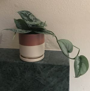 Satin Pothos plant photo by @MariansOasis named Silver Fox on Greg, the plant care app.