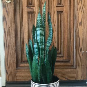 Snake Plant plant photo by Mariansoasis named Prince Eric on Greg, the plant care app.