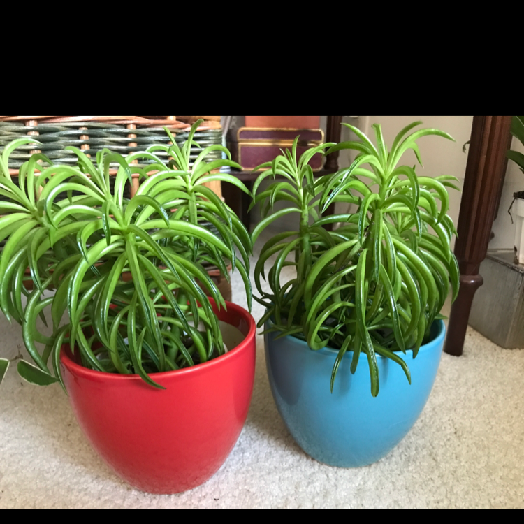 Pincushion Peperomia plant photo by @MariansOasis named Viv and Knox on Greg, the plant care app.
