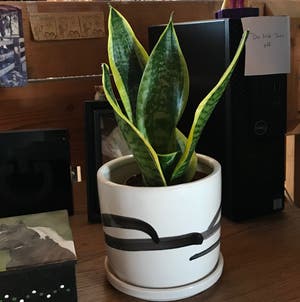 Snake Plant plant photo by Mariansoasis named Office Snake on Greg, the plant care app.