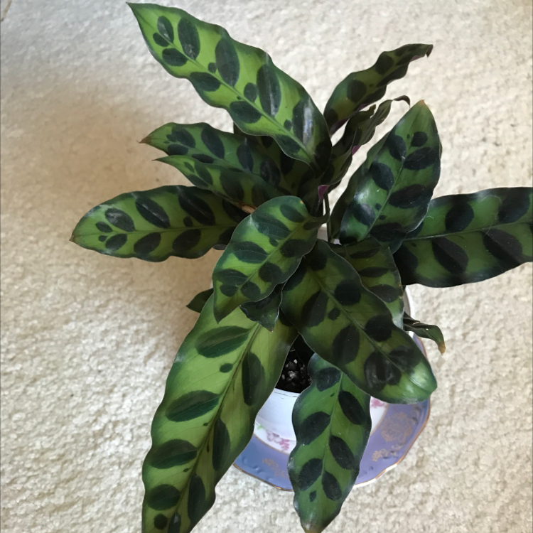 Rattlesnake Plant plant photo by @MariansOasis named Ziggy Stardust on Greg, the plant care app.