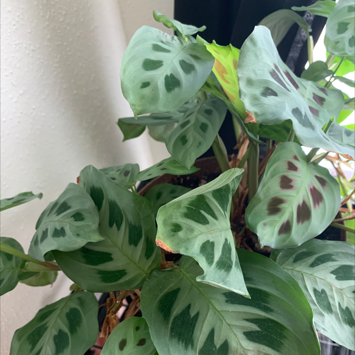 Green Prayer Plant plant photo by @314PlantMom named Assata on Greg, the plant care app.