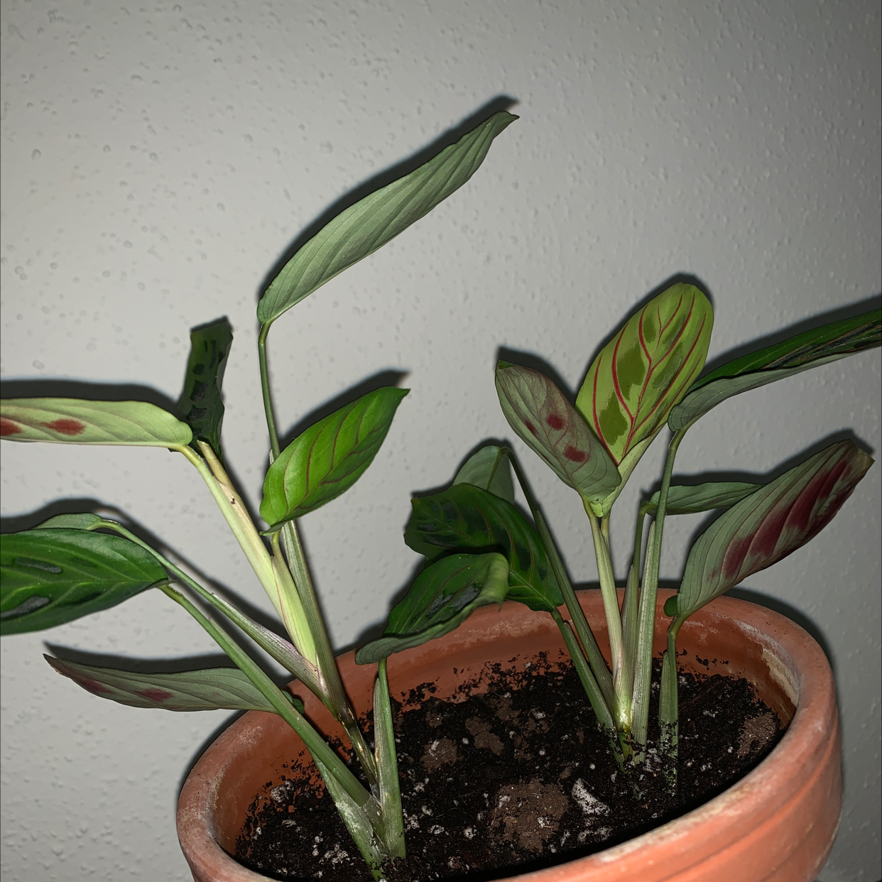 Green Prayer Plant plant photo by @314PlantMom named PrayTell on Greg, the plant care app.