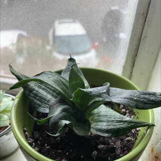 Snake Plant plant in Metairie, Louisiana