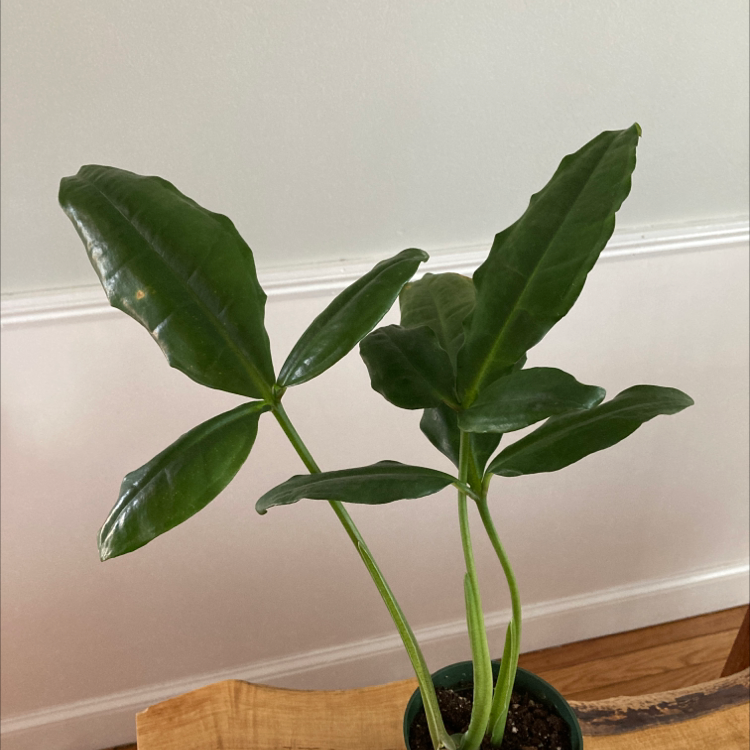 Photo of the plant species Syngonium steyermarkii by @WholeMullein named Your plant on Greg, the plant care app