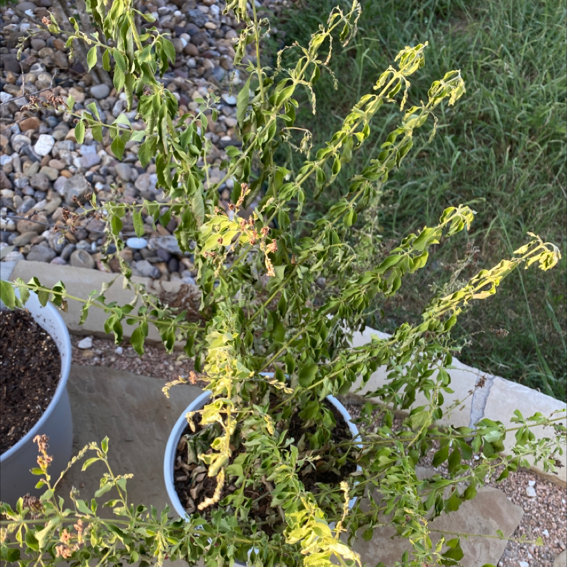 Photo of the plant species Golden Dewdrop by @MonicaTarantino named Stella on Greg, the plant care app