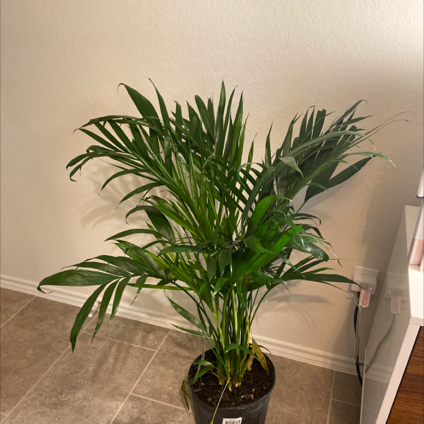 Healthy, thriving Kentia Palm in a black nursery pot, with vibrant green fronds and no signs of discoloration or damage.