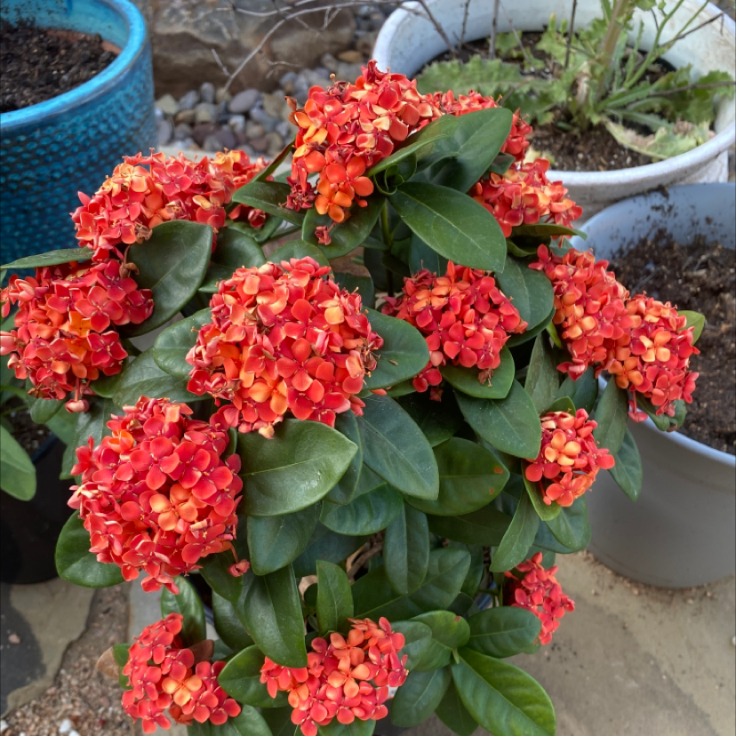 Photo of the plant species Jungle Geranium by @MonicaTarantino named Harper on Greg, the plant care app