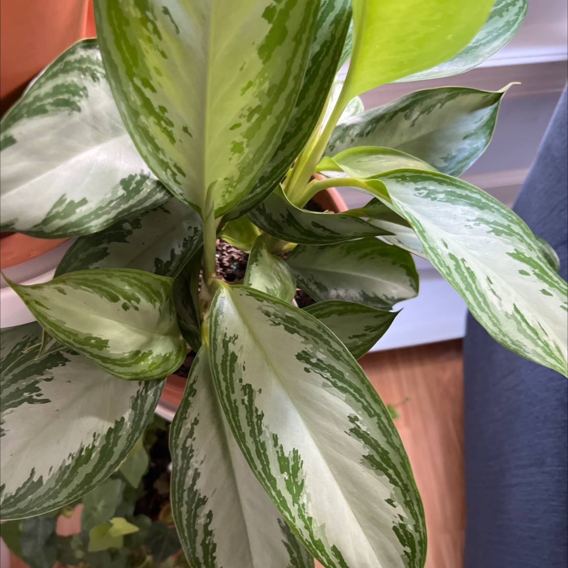 Healthy Aglaonema 'Silver Bay' plant with vibrant green and silver leaves.