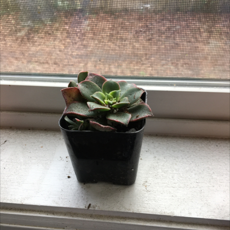 Aeonium 'Kiwi' plant in a black pot on a windowsill.