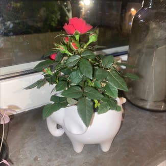 China Rose plant in Stockholm, Stockholms län
