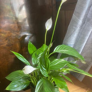 Peace Lily plant in Stockholm, Stockholms län