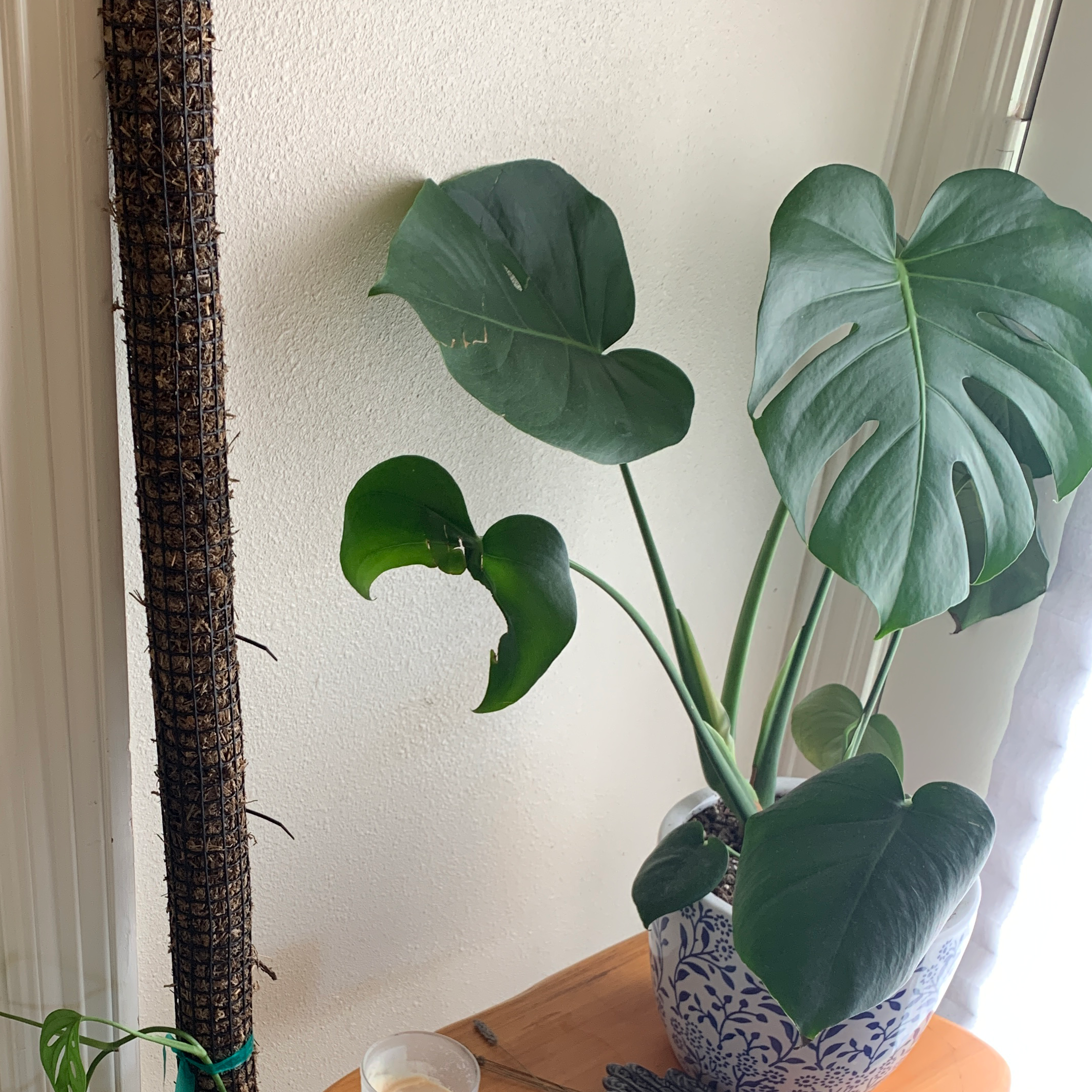 Monstera plant photo by @HotPhalsa named Bimini Bon Boulash on Greg, the plant care app.