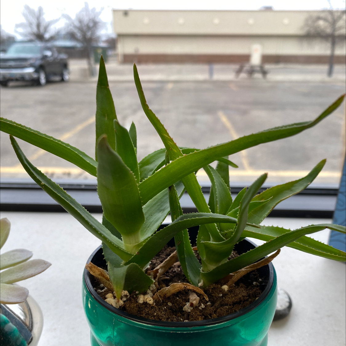 Climbing Aloe plant in a green pot with some browning at the base of its leaves.