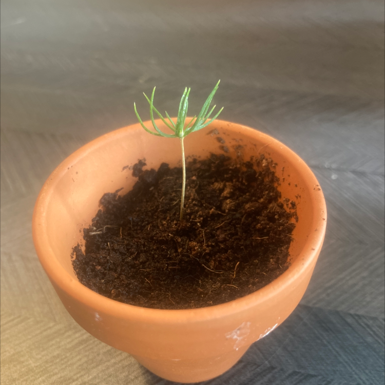 Young Norway Spruce plant in a terracotta pot with healthy green needles.