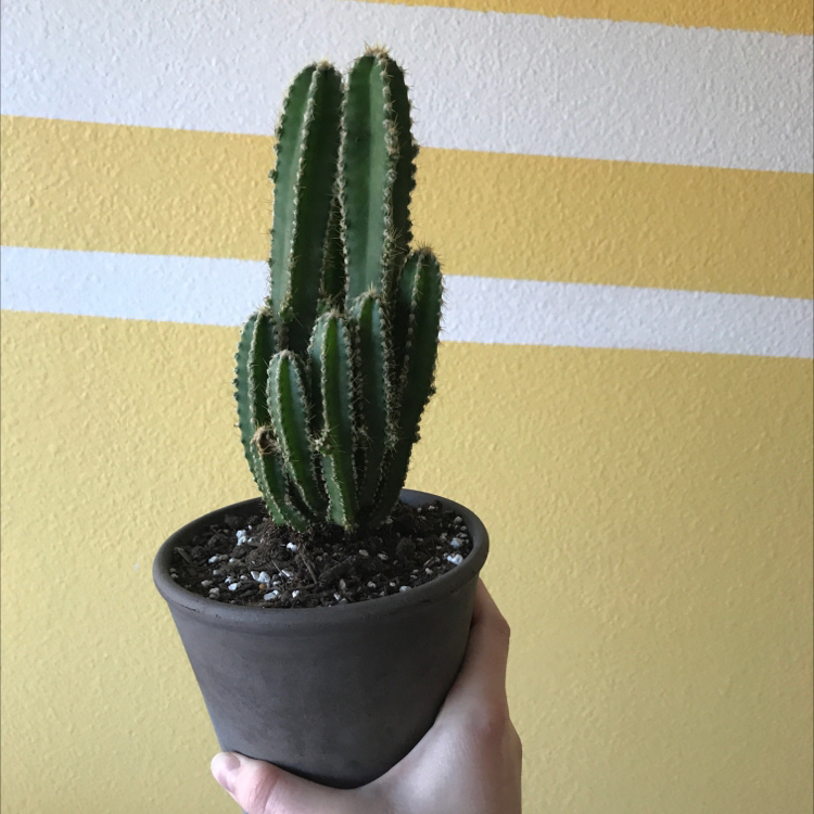 Photo of the plant species Columnar Cactus by @liam named emerson on Greg, the plant care app