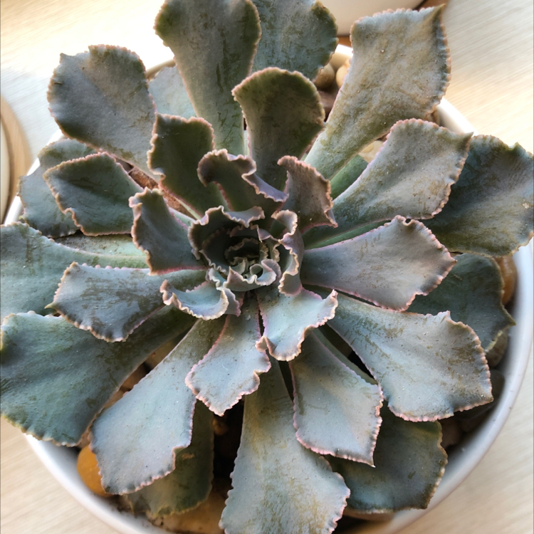 Close-up of a healthy blue-green succulent plant with ruffled edges, likely an echeveria cultivar. The leaves are plump and the plant is well-framed.