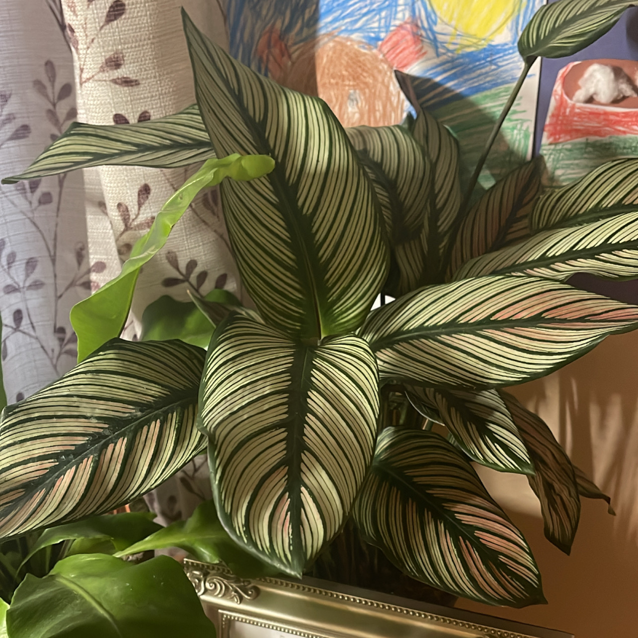 Photo of the plant species White Star by @Growingleaves named Calathia on Greg, the plant care app