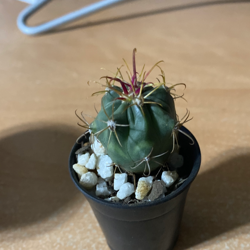 Small Devil's Pincushion cactus in a black pot with rocky soil.