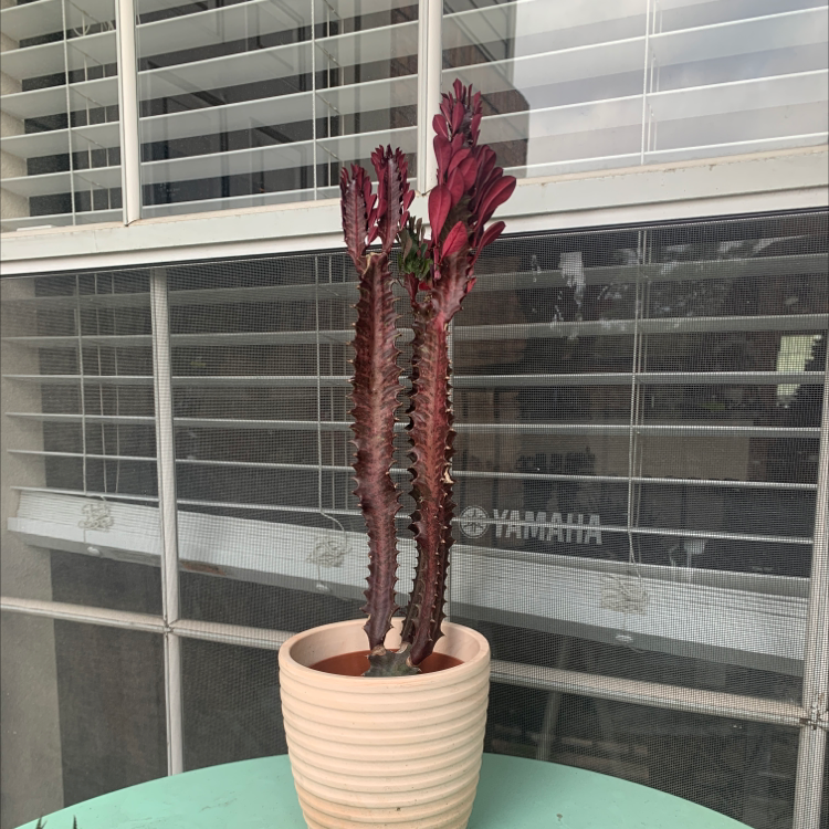 African Milk Tree plant photo by @Cherryboihunter named King Crimson on Greg, the plant care app.