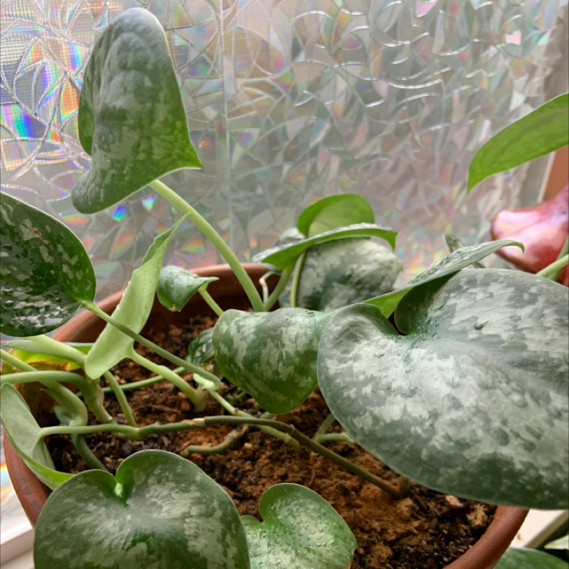 Satin Pothos plant photo by @Paigeplantlady named Silver mist on Greg, the plant care app.
