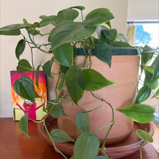 Heartleaf Philodendron plant in Corvallis, Oregon