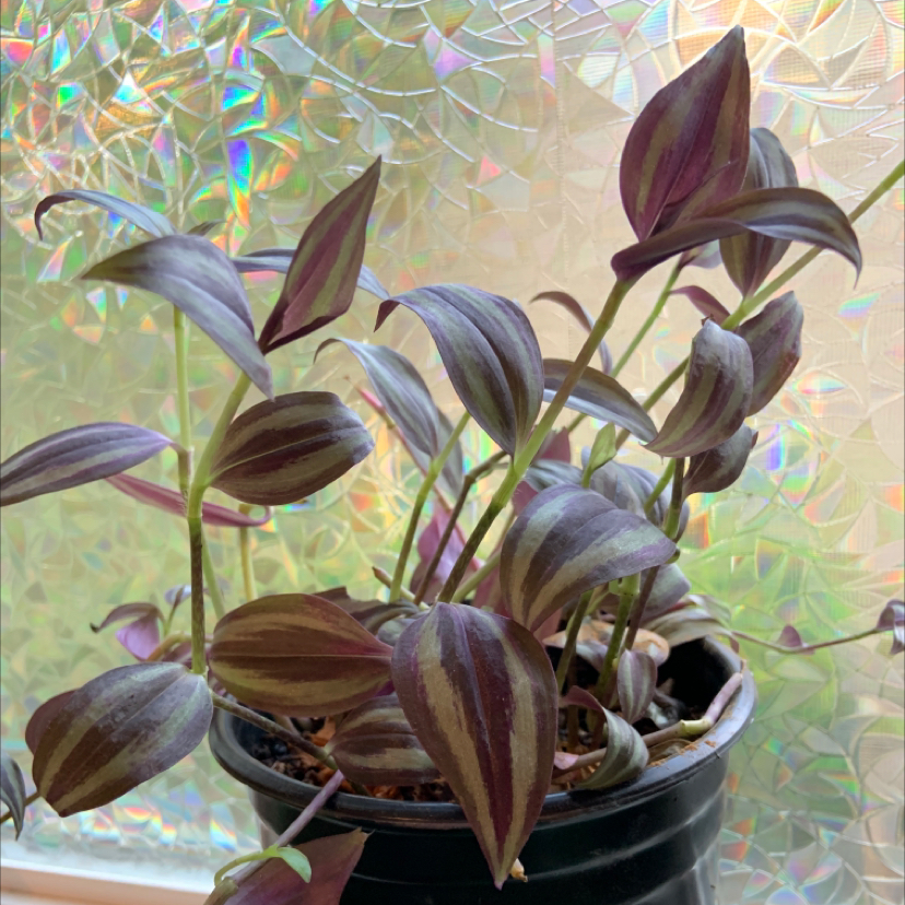 Spiderwort plant photo by @Paigeplantlady named Purple Princess Pat on Greg, the plant care app.