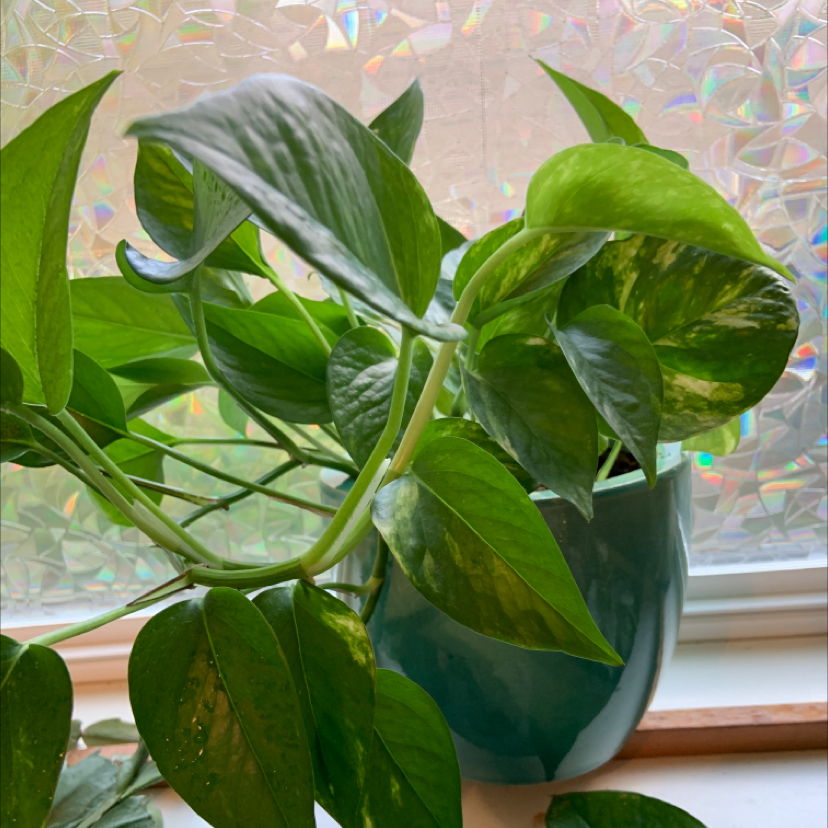 Taro Vine plant photo by @Paigeplantlady named Golden boii on Greg, the plant care app.