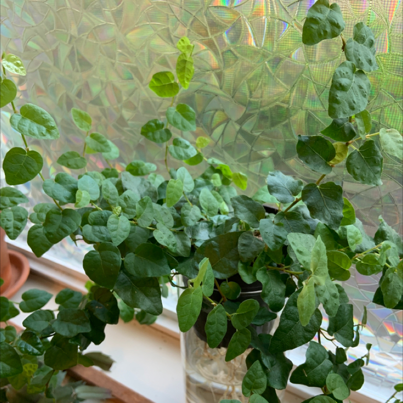 Closeup of a lush, healthy creeping fig plant with rounded green leaves being gently held by a hand, soil visible at base.