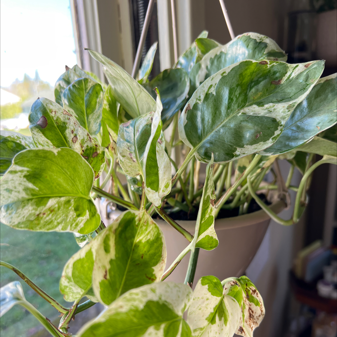 Pearls and Jade Pothos plant in a hanging pot with variegated green and white leaves.