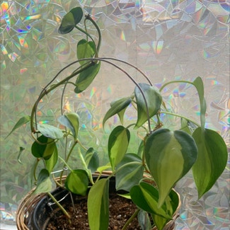Philodendron Brasil plant in Corvallis, Oregon