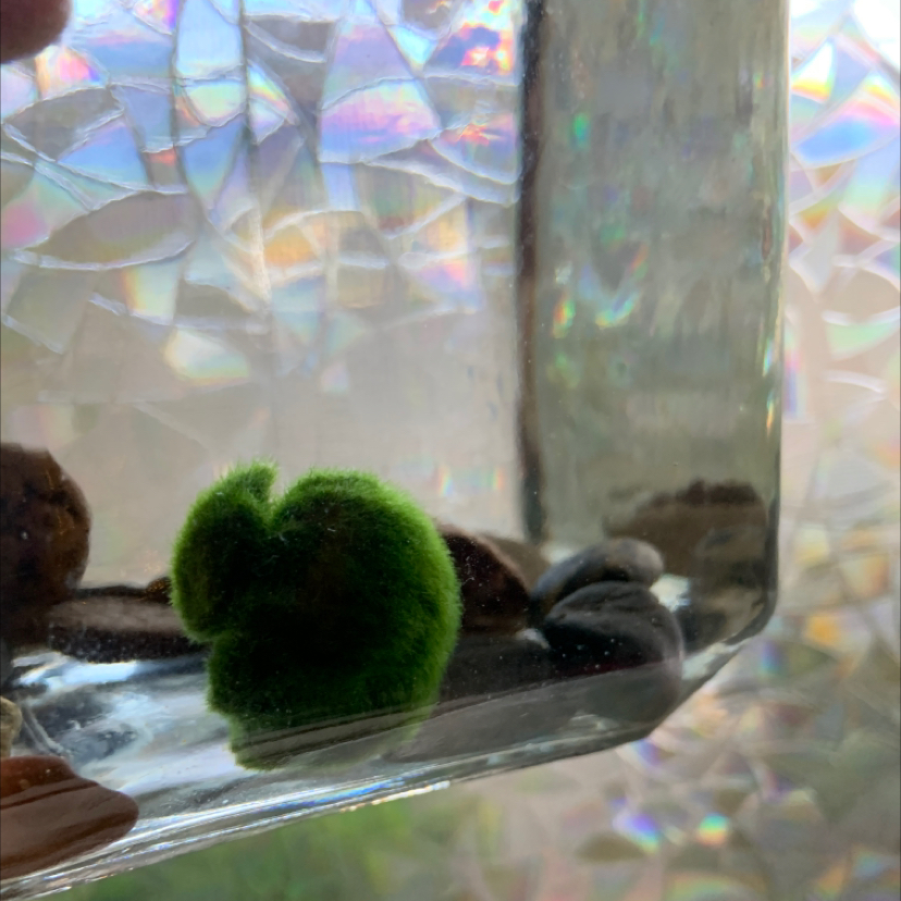 Marimo Moss Balls plant photo by @Paigeplantlady named Mr. moss ball on Greg, the plant care app.