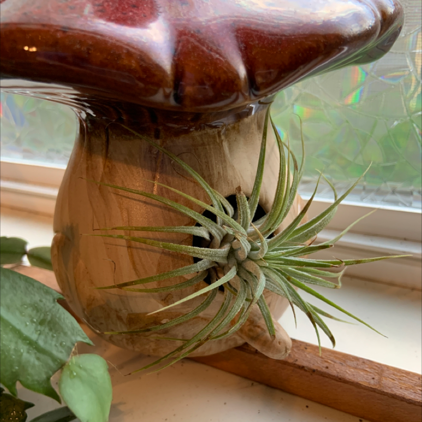 Closeup of a healthy Blushing Bride air plant with pink-tipped silver leaves in a star shape, mounted on wood.